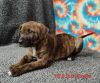 Ginger Snap photo 2