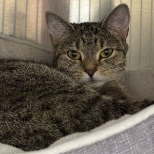 Willow, Young Female unknown