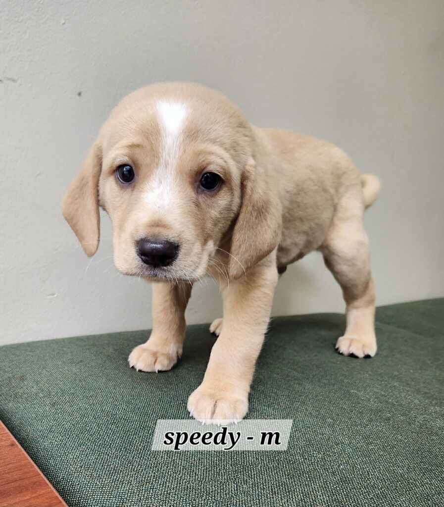 Speedy
