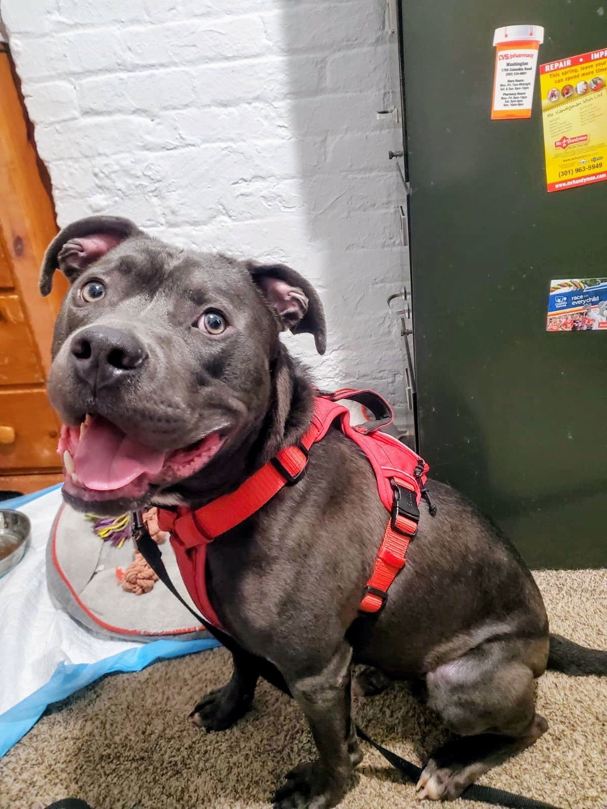 Kai *foster home needed*