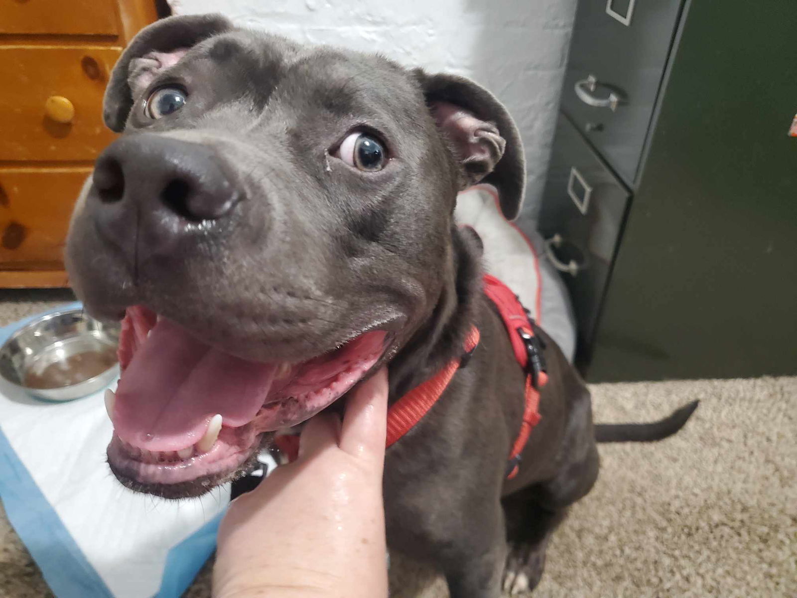 Kai *foster home needed*