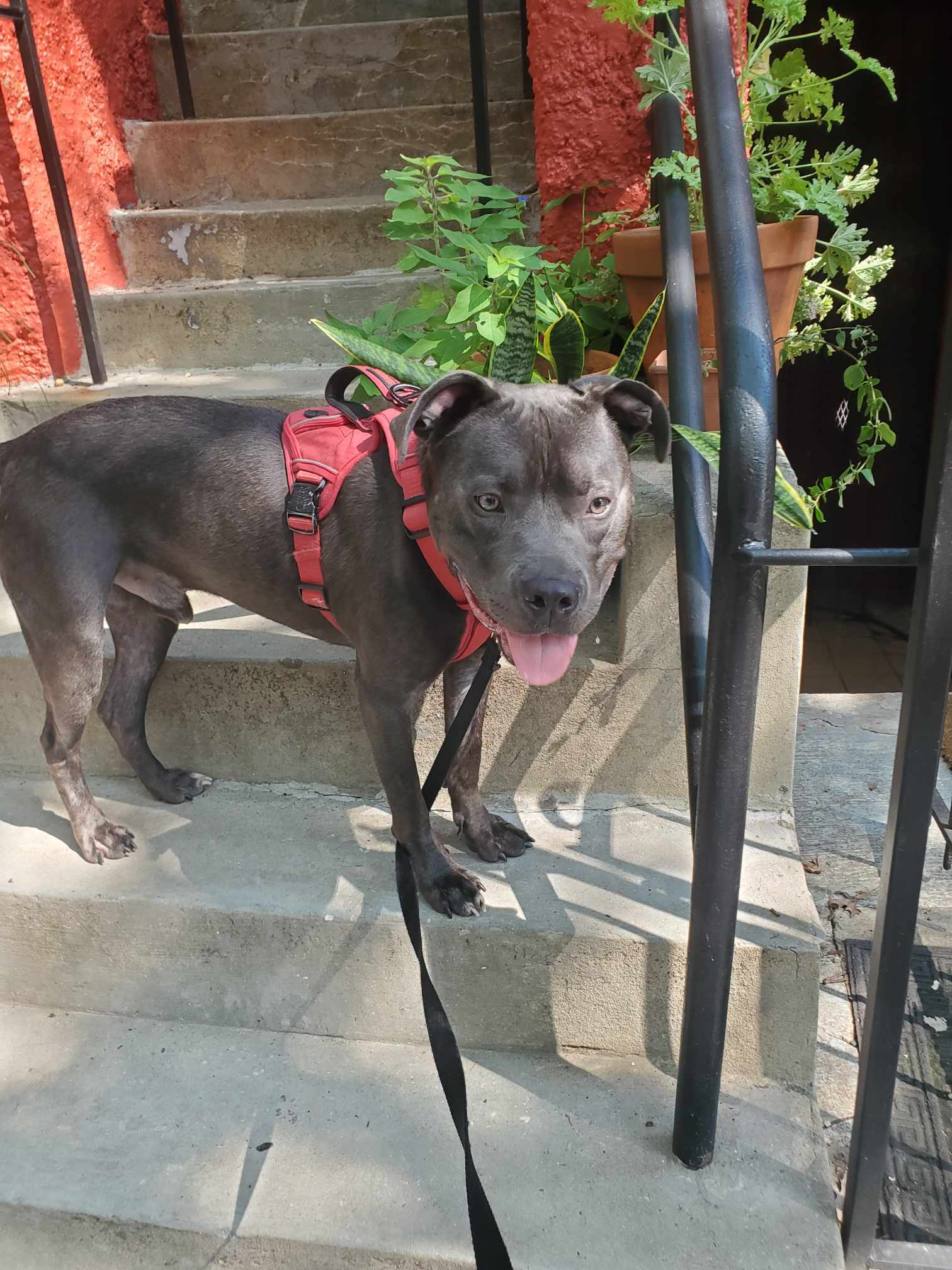 Kai *foster home needed*