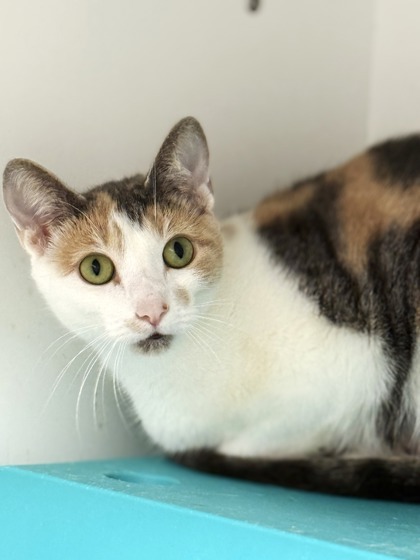 Pickles, an adoptable Domestic Short Hair in Gwinn, MI, 49841 | Photo Image 1