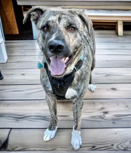 Gus, an adoptable Mixed Breed in Gwinn, MI, 49841 | Photo Image 1