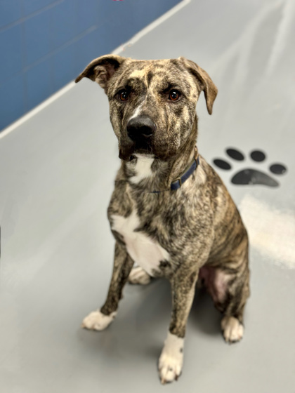 Gus, an adoptable Mixed Breed in Gwinn, MI, 49841 | Photo Image 2