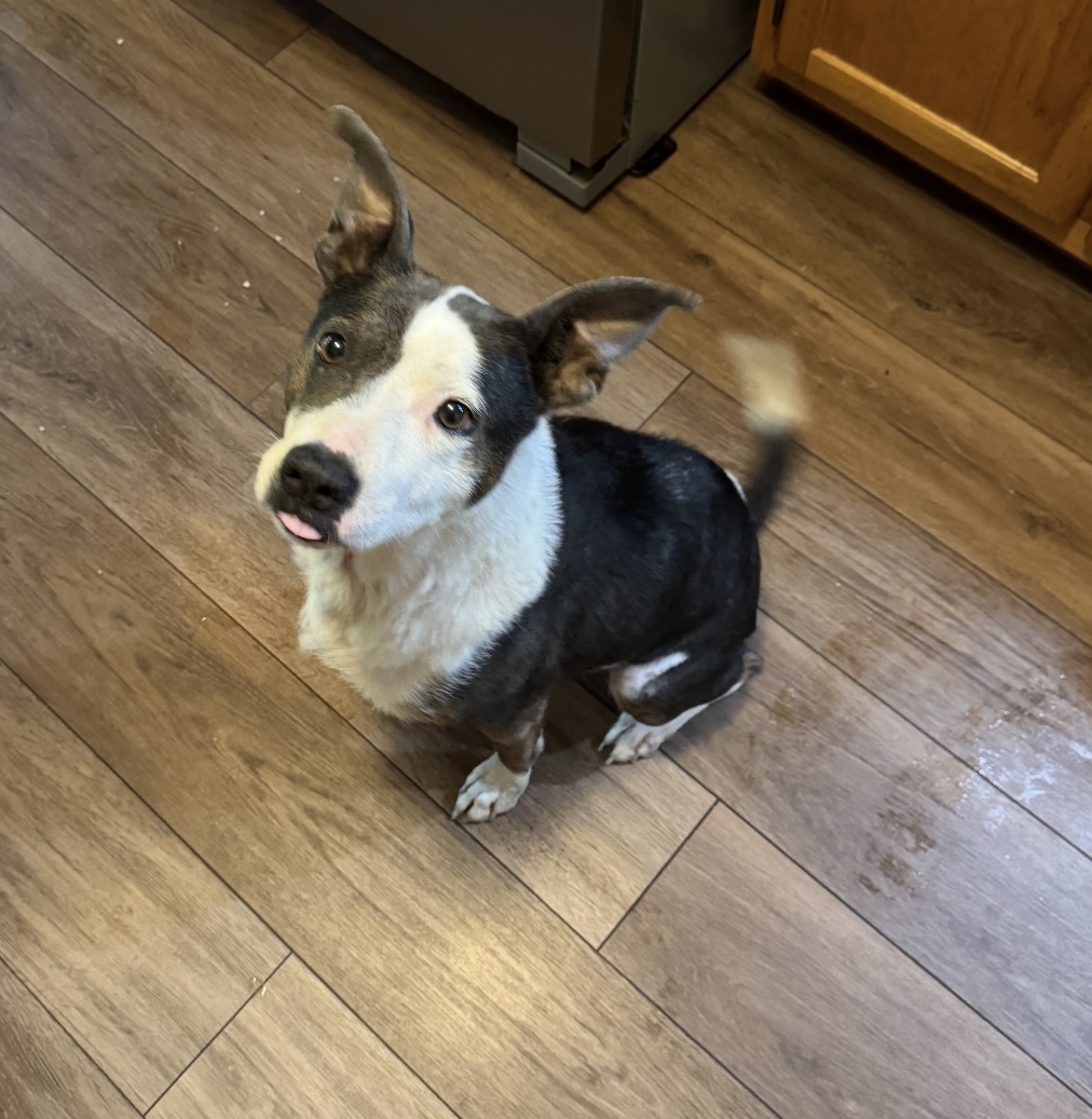 LuLu