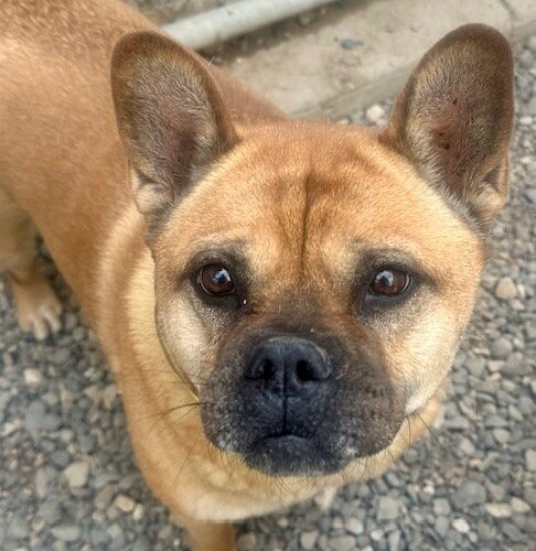 Tiva, an adoptable Mixed Breed in Cody, WY, 82414 | Photo Image 2