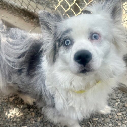 Indy, an adoptable Mixed Breed in Cody, WY, 82414 | Photo Image 2