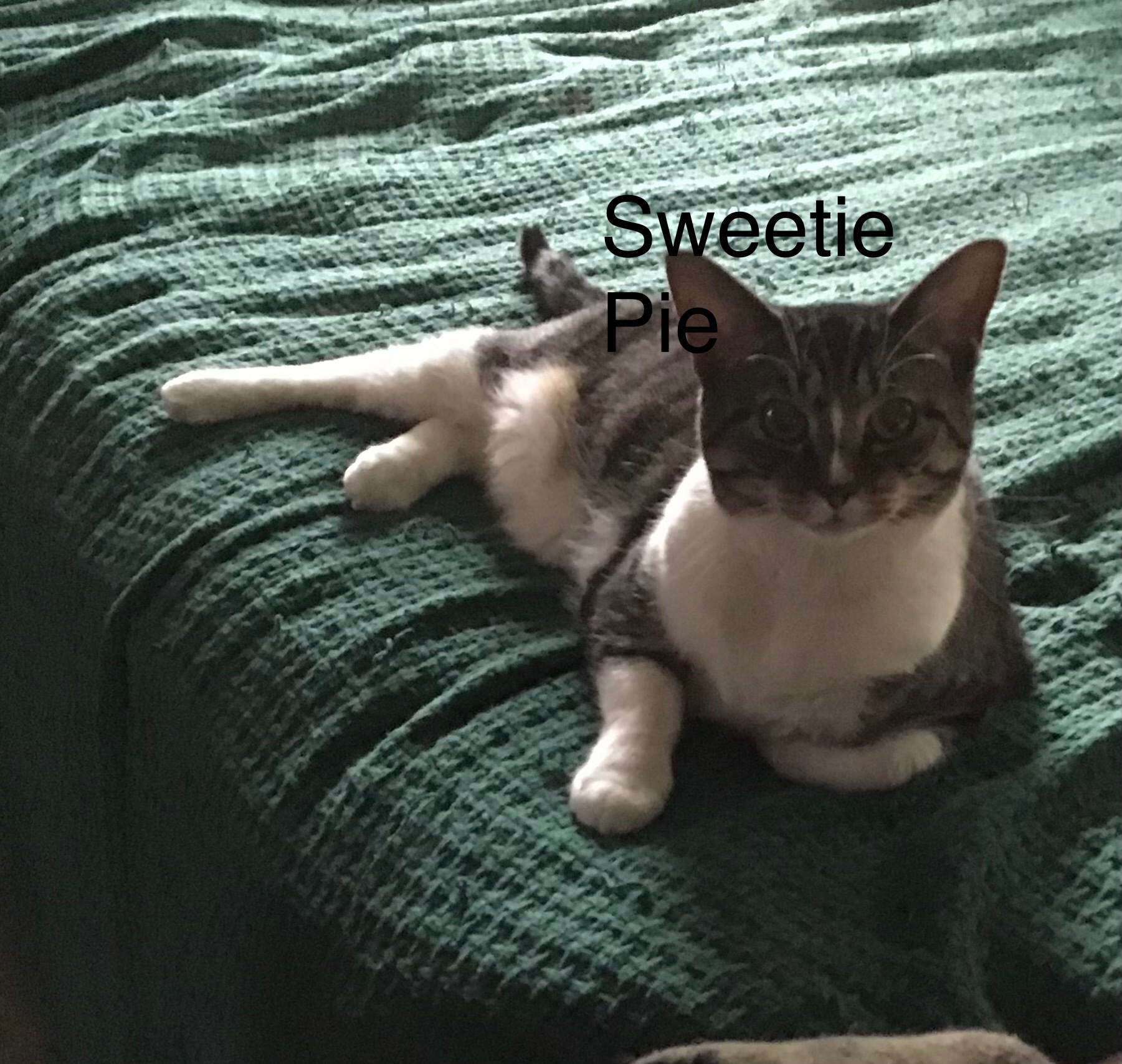 Sweetie Pie