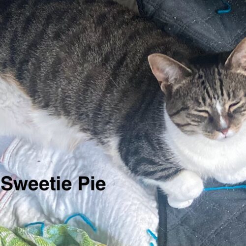 Sweetie Pie