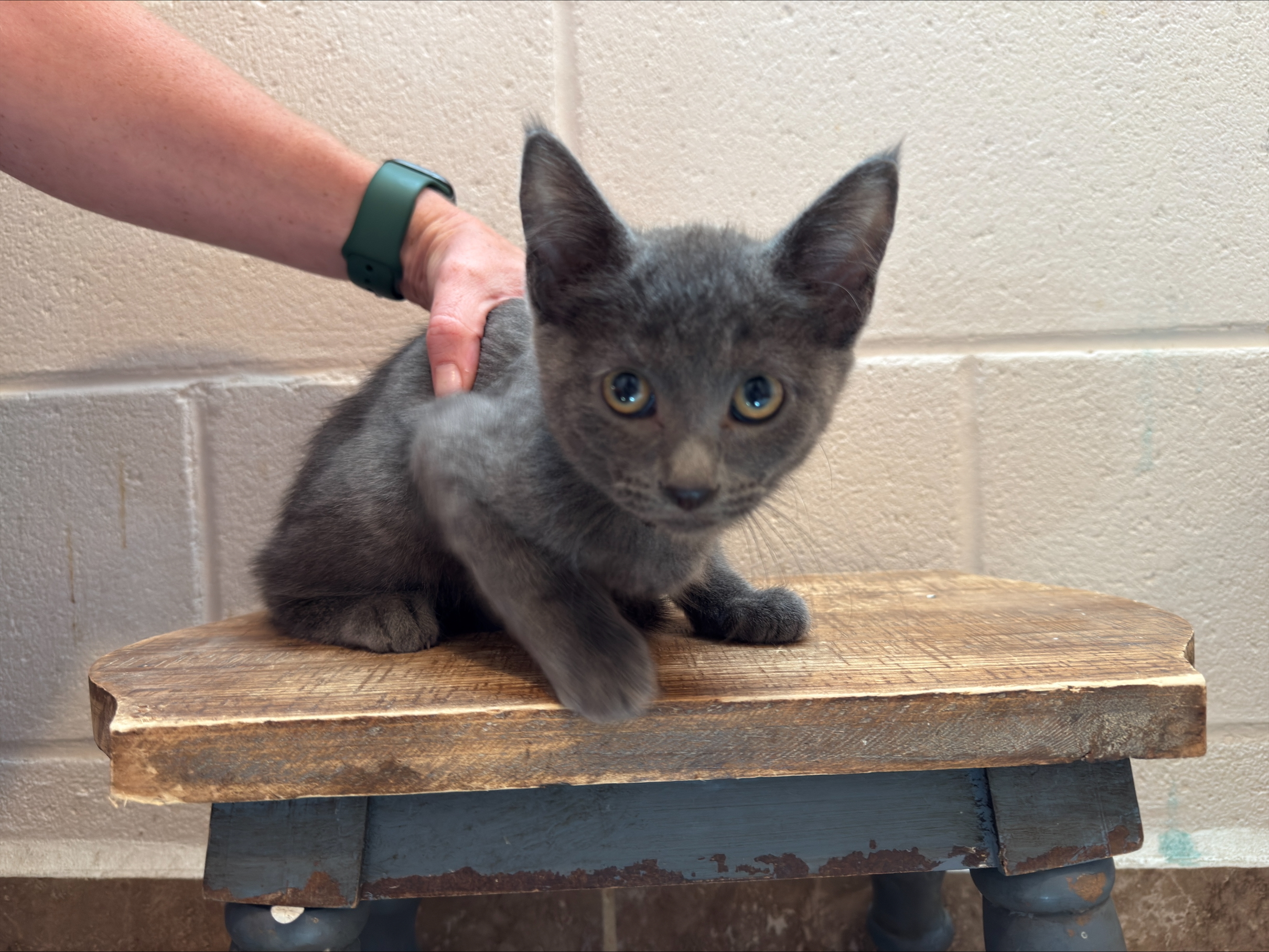 Tantor, an adoptable Domestic Short Hair in Dillon, MT, 59725 | Photo Image 1