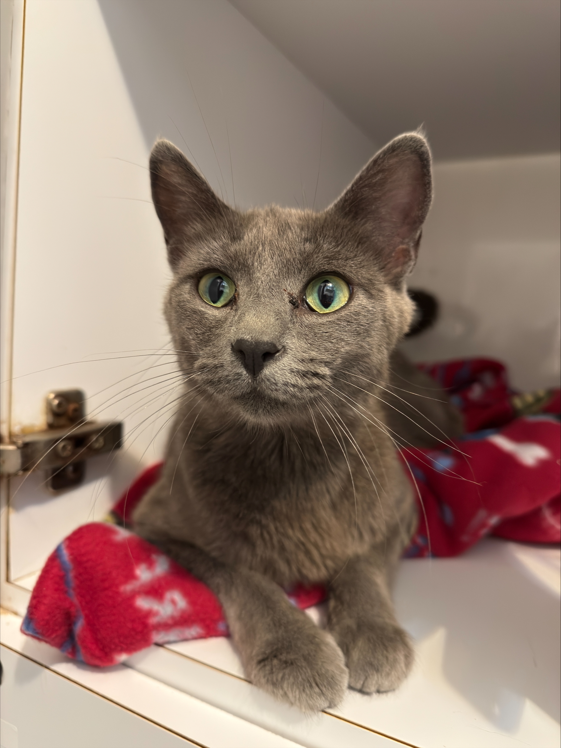 Kala, an adoptable Domestic Short Hair in Dillon, MT, 59725 | Photo Image 1