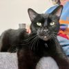 Jonas -- Bonded Buddy With Cocoa photo 2