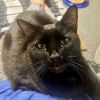 Jonas -- Bonded Buddy With Cocoa photo 3