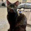 Jonas -- Bonded Buddy With Cocoa photo 5