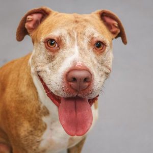 Daisy, Adult Female unknown