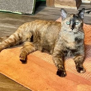 Cocoa -- Bonded Buddy With Jonas, Senior Female unknown