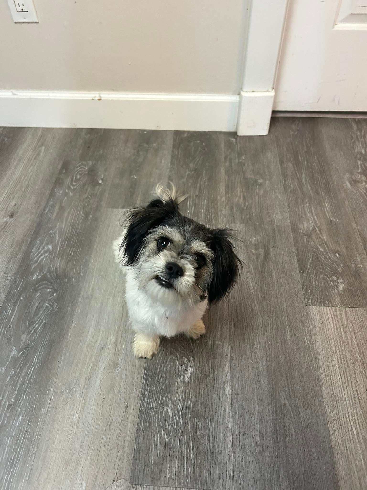 Bitsy