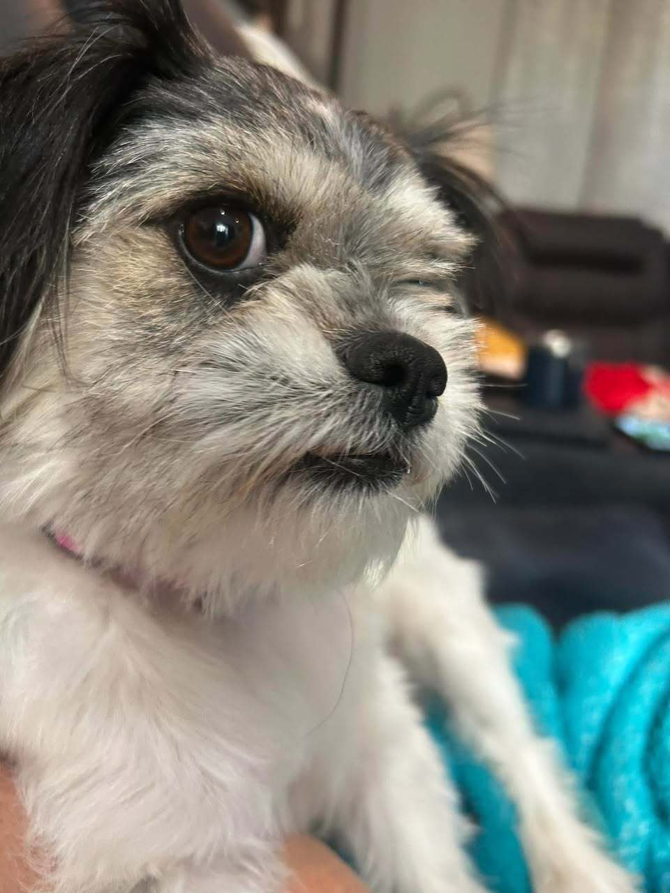 Bitsy