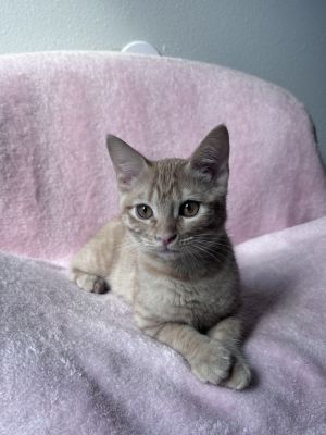 Momo, Baby Female unknown