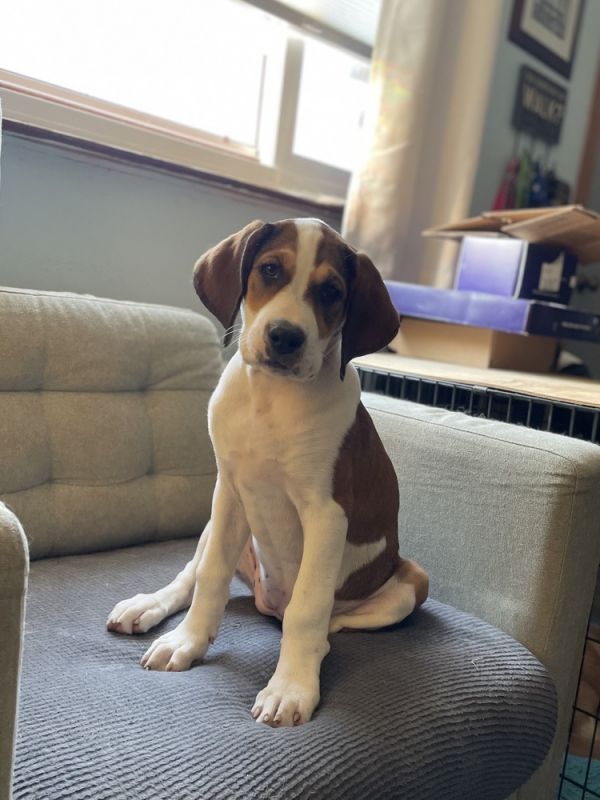 Cheesy Pups-miss Swiss