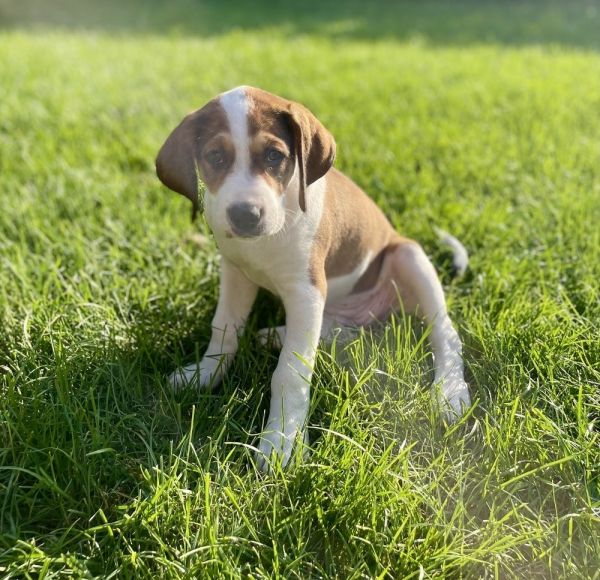 Cheesy Pups-miss Swiss thumbnail 3