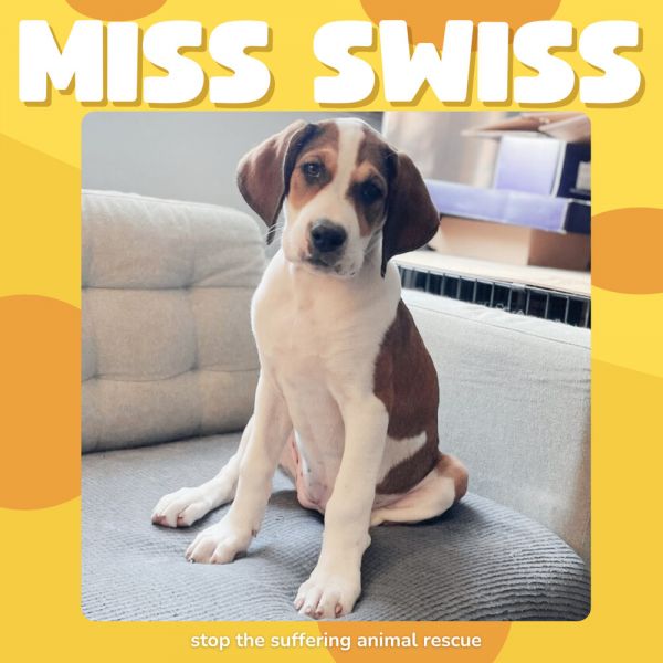 Cheesy Pups-miss Swiss thumbnail 4