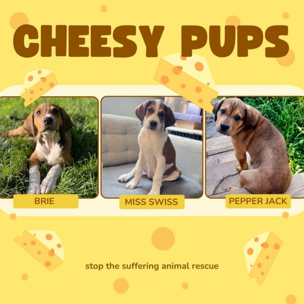 Cheesy Pups-miss Swiss thumbnail 5