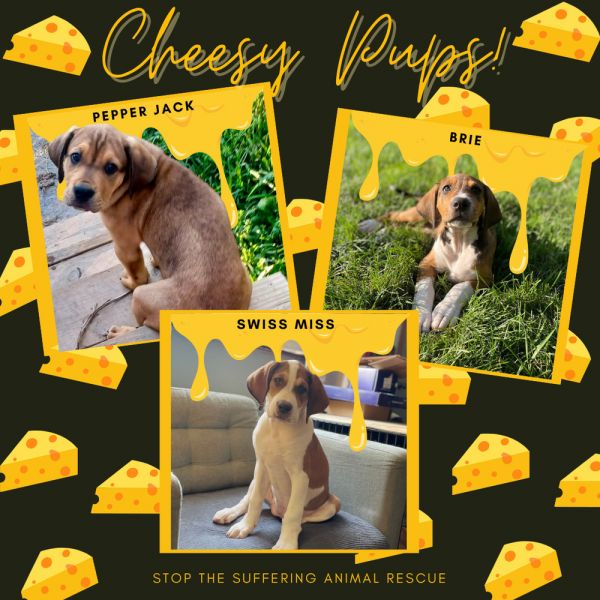 Cheesy Pups-miss Swiss thumbnail 6