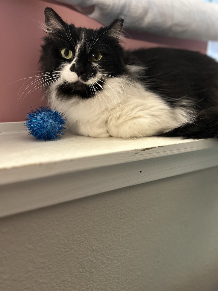 Domino