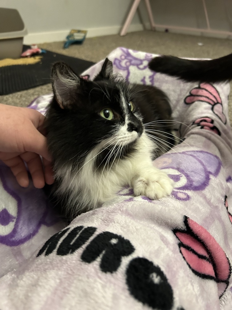 Domino