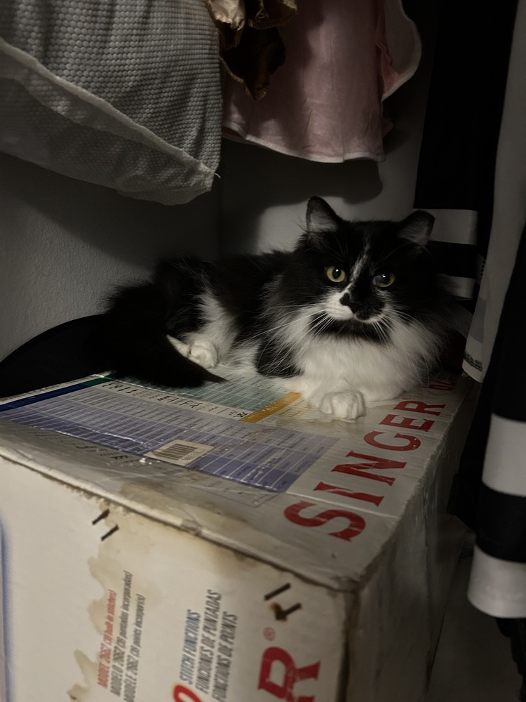 Domino