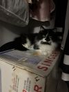 Domino photo 3