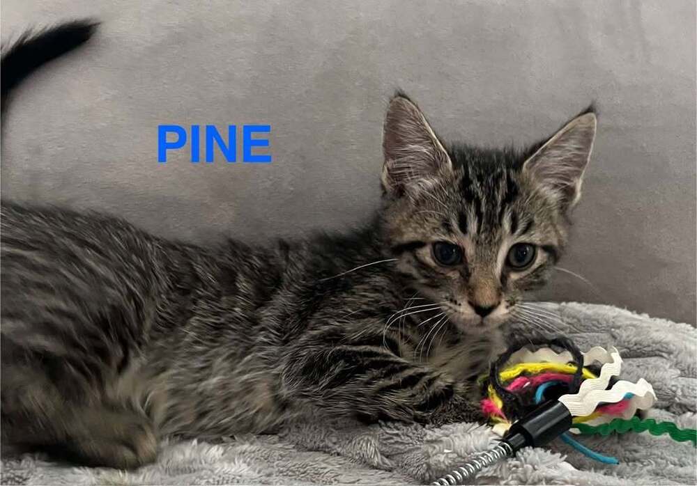 Pine