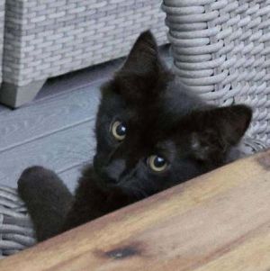 Shadow, Baby Male unknown