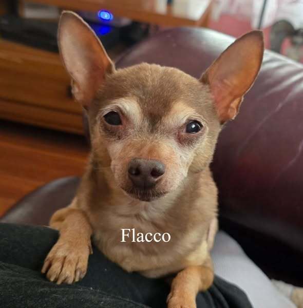 Flacco