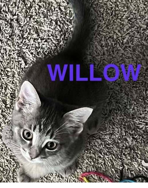 Willow