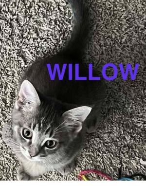 Willow, Baby Female unknown