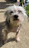 Gremlin photo 3