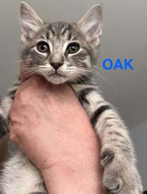 Oak, Baby Male unknown