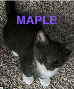 Maple, Baby Female unknown