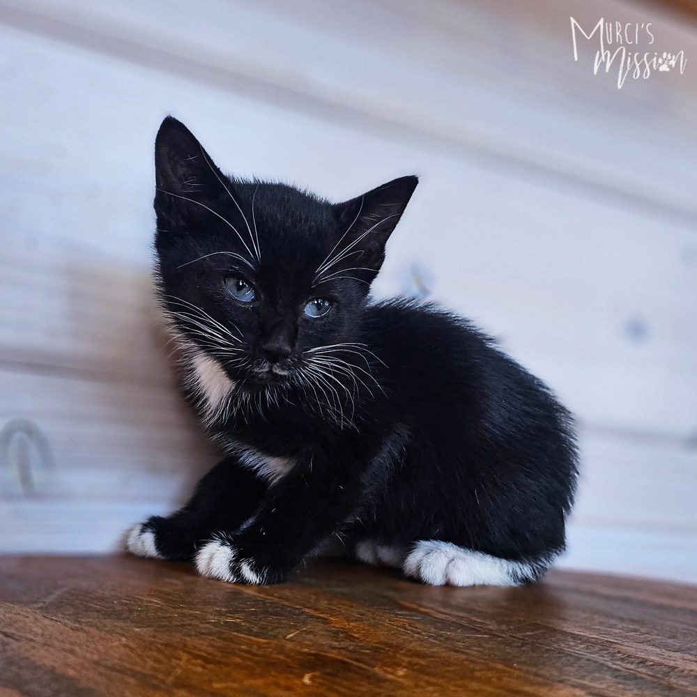 Libra 31790-10, an adoptable Domestic Short Hair in Spokane , WA, 99209 | Photo Image 1