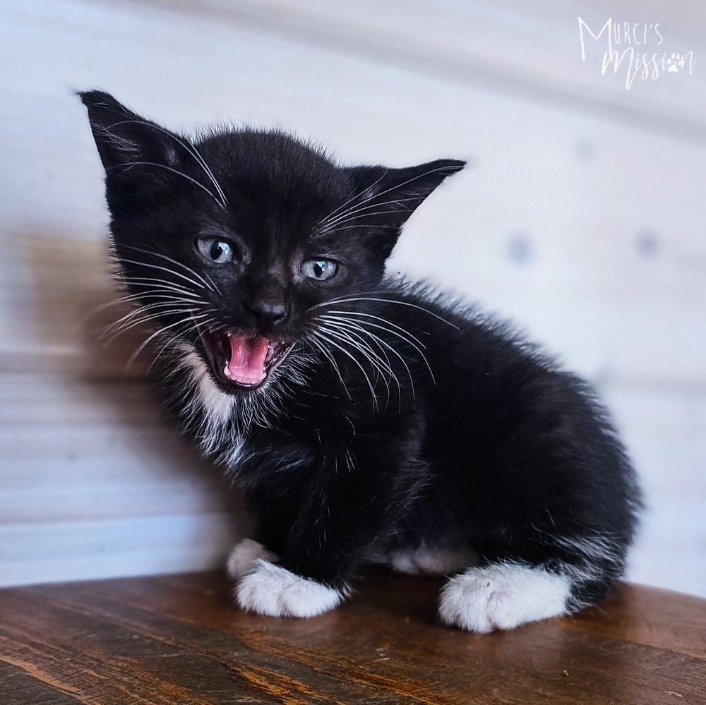 Gemini 31790-09, an adoptable Domestic Short Hair in Spokane , WA, 99209 | Photo Image 1