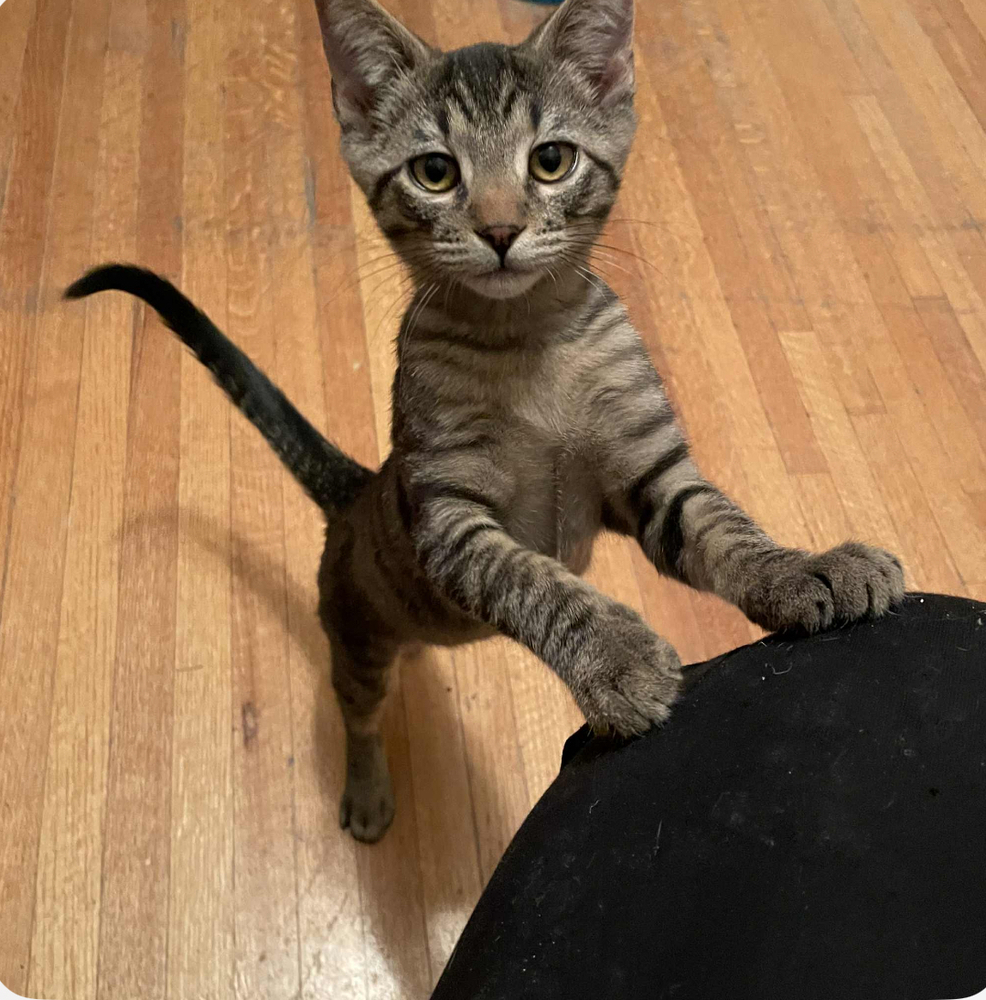 Chili's 31790-16, an adoptable Domestic Short Hair in Spokane , WA, 99209 | Photo Image 2