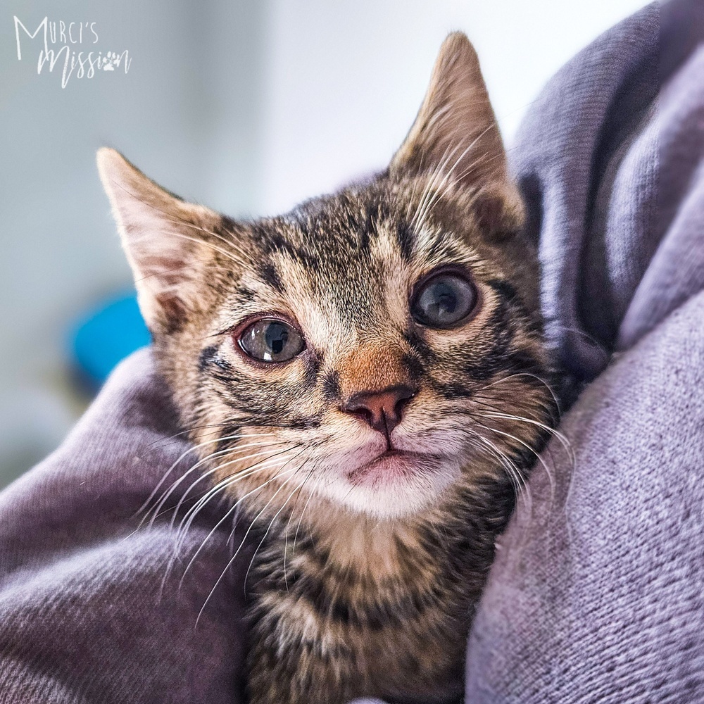 Chili's 31790-16, an adoptable Domestic Short Hair in Spokane , WA, 99209 | Photo Image 3