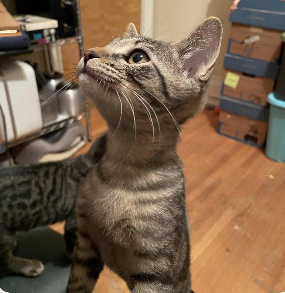 Chili's 31790-16, an adoptable Domestic Short Hair in Spokane , WA, 99209 | Photo Image 4