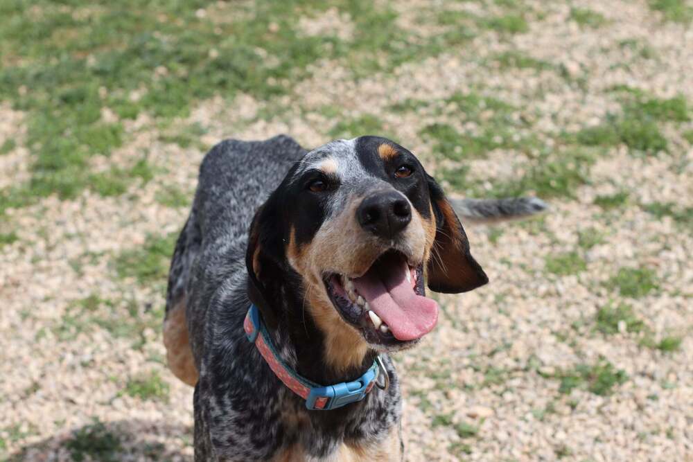 Available for Adoption - Smartie (located in USA), an adoptable English Setter, Vizsla in Chelsea, MI, 48118 | Photo Image 1
