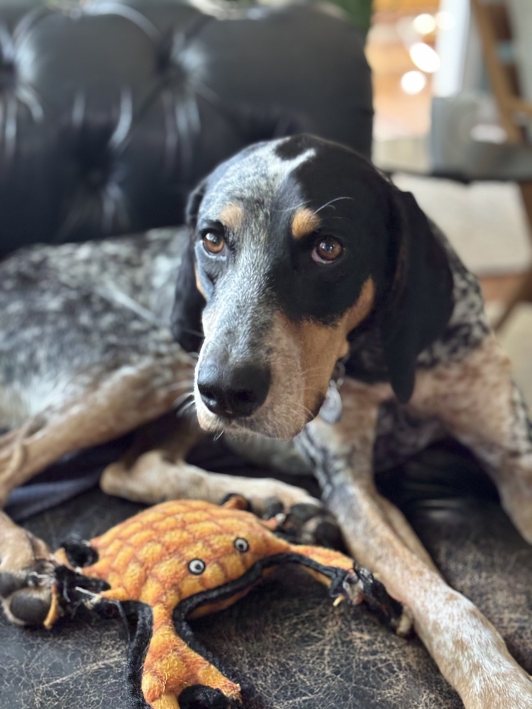 Available for Adoption - Smartie (located in USA), an adoptable English Setter, Vizsla in Chelsea, MI, 48118 | Photo Image 2