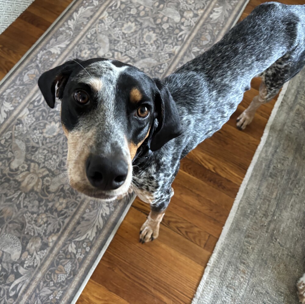 Available for Adoption - Smartie (located in USA), an adoptable English Setter, Vizsla in Chelsea, MI, 48118 | Photo Image 3