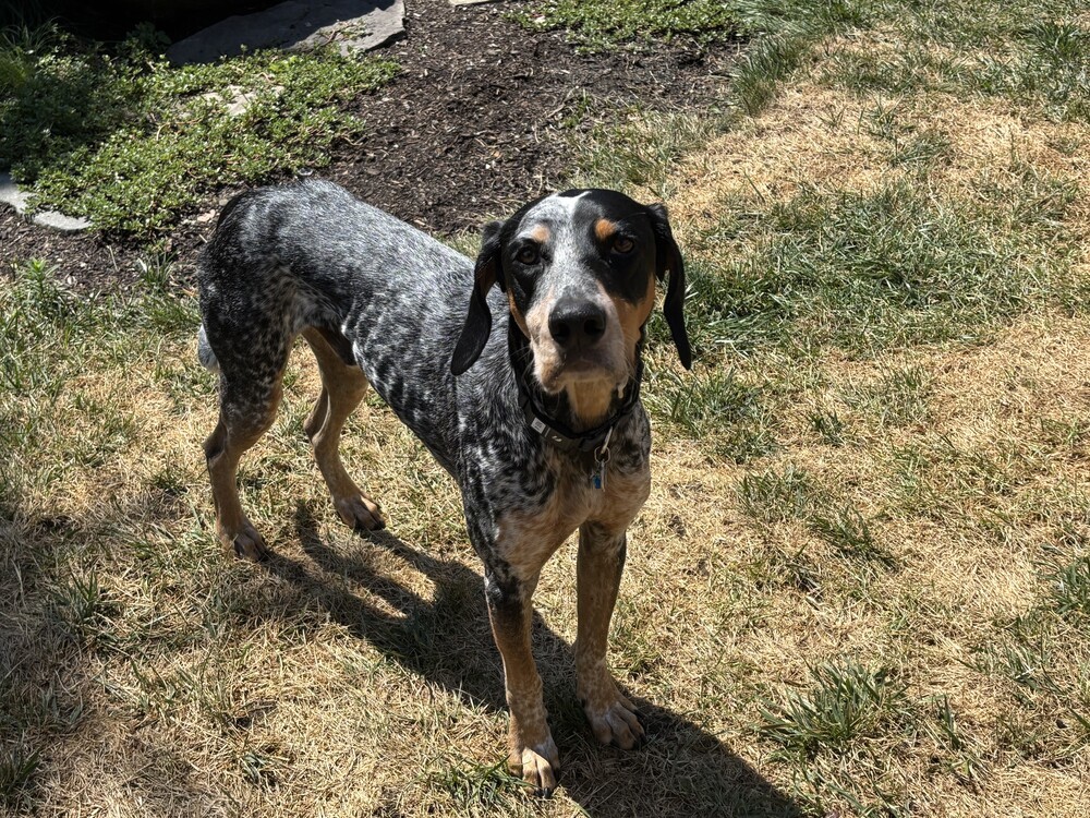 Available for Adoption - Smartie (located in USA), an adoptable English Setter, Vizsla in Chelsea, MI, 48118 | Photo Image 4